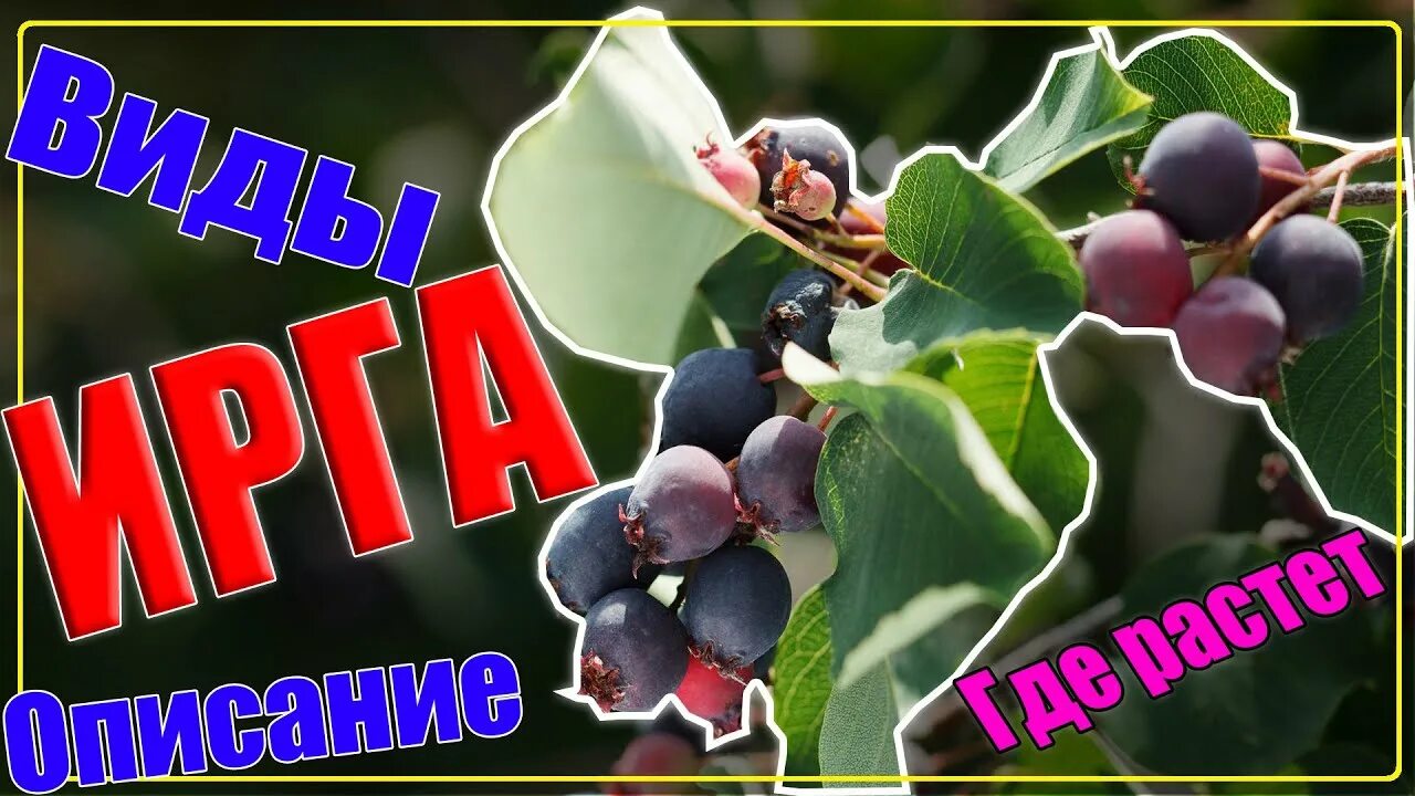 Карина ягода дерево фото и описание ИРГА описание, другое название, виды (сорта), как выглядит, где растет ПОЛЕЗНАЯ 