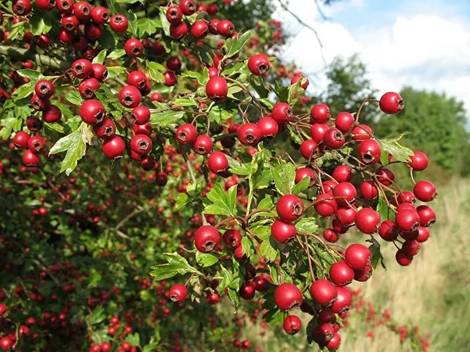 Каринка ягода фото дерево Amazon.com: Hawthorn Tree