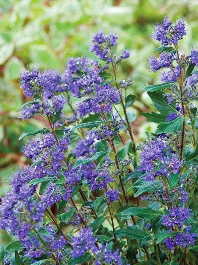 Кариоптерис фото и описание кустарника Caryopteris Grand Bleu Bluestone Perennials Многолетние растения, Кустарники, Ид