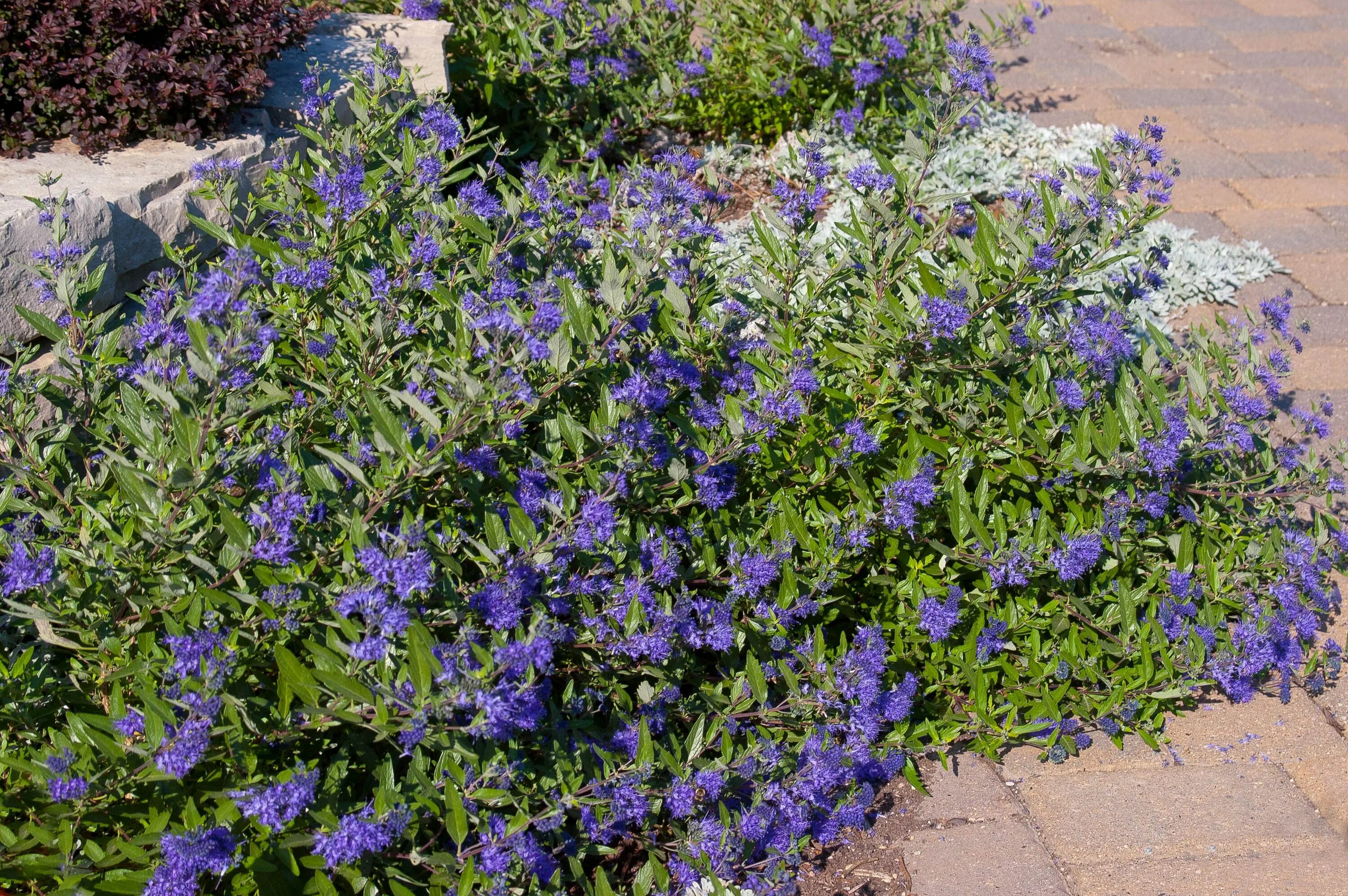 Кариоптерис фото и описание кустарника Plants, Low maintenance shrubs, Shrubs