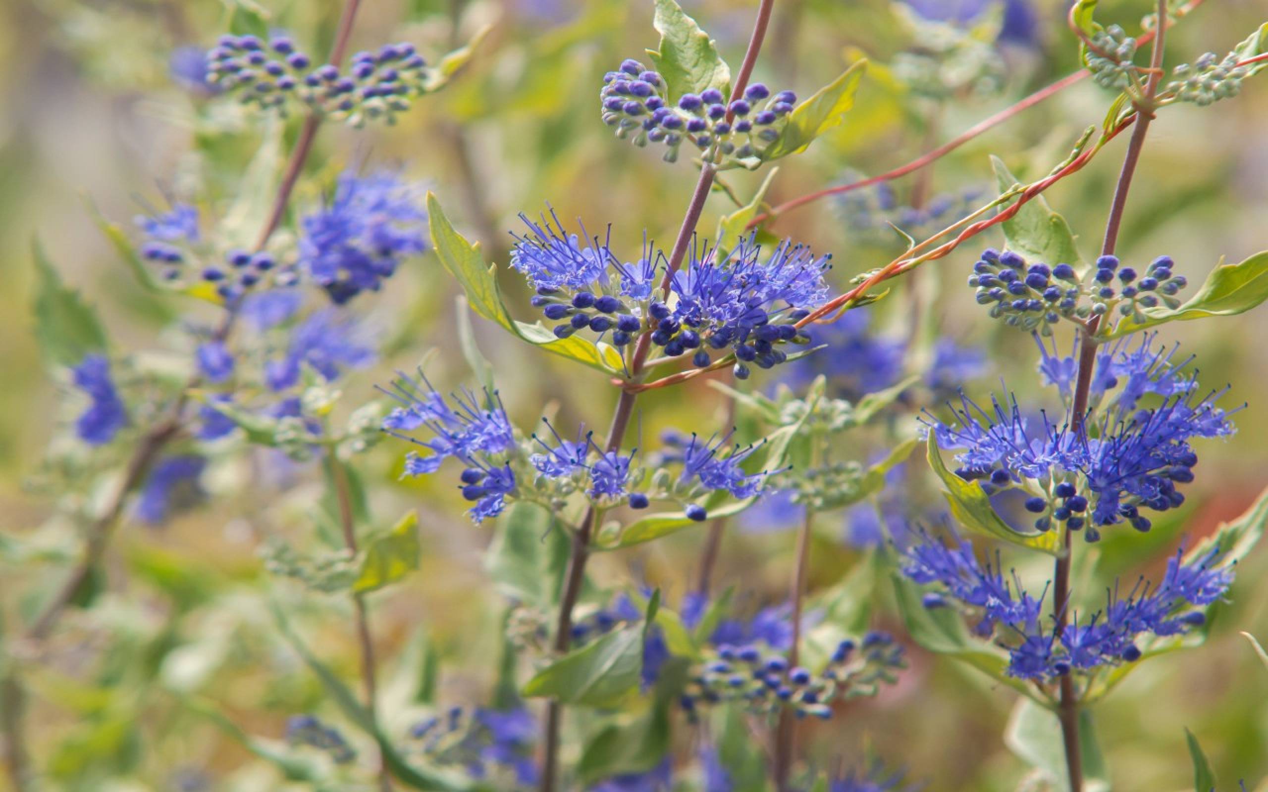 Кариоптерис фото и описание кустарника зимостойкость Кариоптерис (Caryopteris) - описание, виды, фото, уход, пересадка, выращивание, 