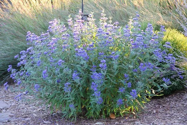 Кариоптерис фото и описание кустарника зимостойкость Blue Mist Spirea Fall landscaping, Garden shrubs, Autumn garden
