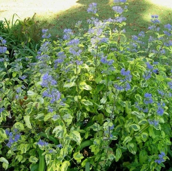 Кариоптерис фото и описание кустарника зимостойкость Caryopteris : Zen Cart!, The Art of E-commerce