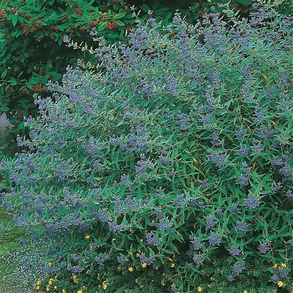 Кариоптерис фото и описание кустарника зимостойкость Acer palmatum 'Summergold' / Fächerahorn - Gärtnerei Schwitter AG