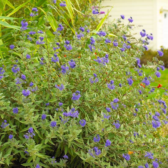 Кариоптерис фото и описание кустарника зимостойкость 10 Native Prairie Plants That Attract Birds and Butterflies Landscaping plants, 