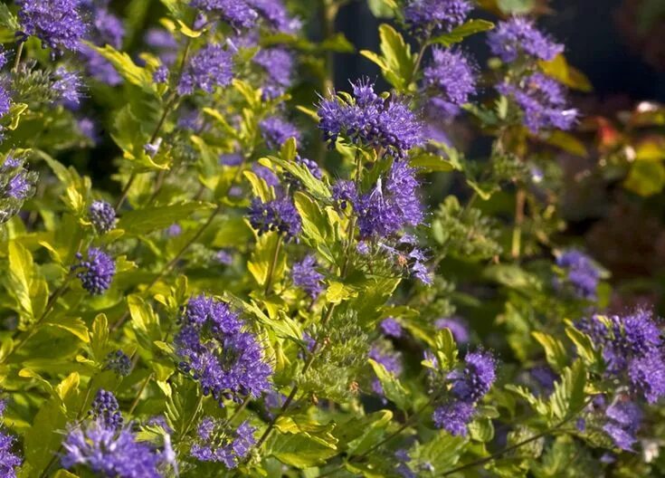 Кариоптерис фото и описание кустарника зимостойкость Sunshine Blue ® II Bluebeard (Caryopteris) Plants, Blue plants, Shrubs