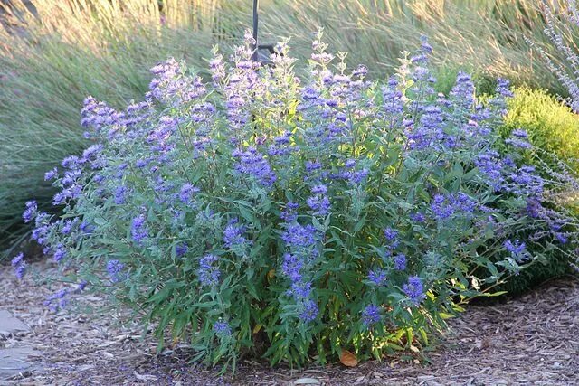 Кариоптерис фото и описание кустарника зимостойкость отзывы Blue Mist Spirea Garden shrubs, Landscaping plants, Shrubs