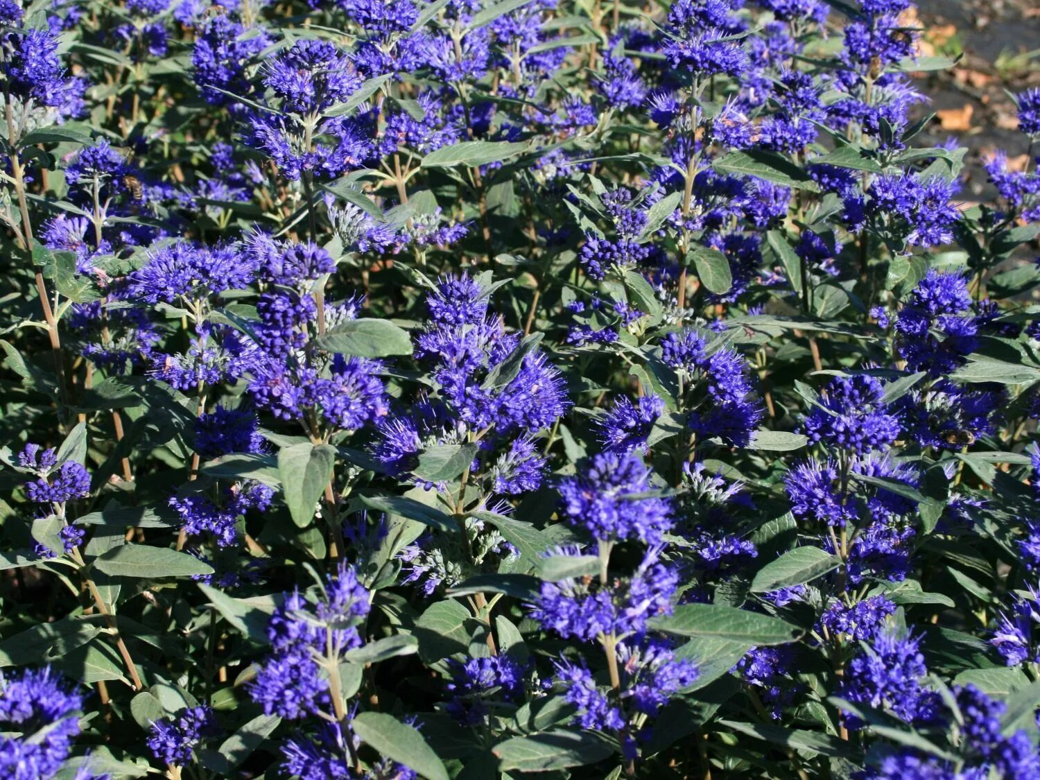 Кариоптерис фото и описание кустарника зимостойкость отзывы CARYOPTERIS clandonensis Arbusti, Vivaio e Radici