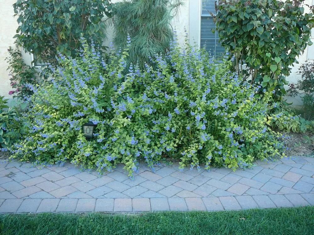 Кариоптерис фото в ландшафтном дизайне Photo of the entire plant of Bluebeard (Caryopteris incana Sunshine Blue ®) in 2
