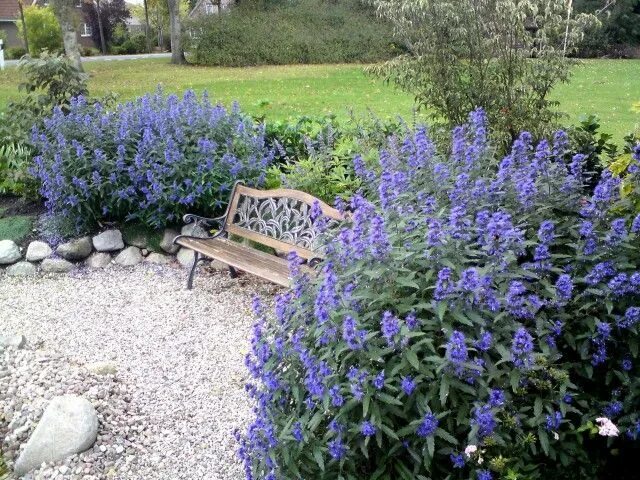 Кариоптерис фото в ландшафтном дизайне Bartblume Blue Balloon ® - Caryopteris clandonensis Blue Balloon ® günstig kaufe