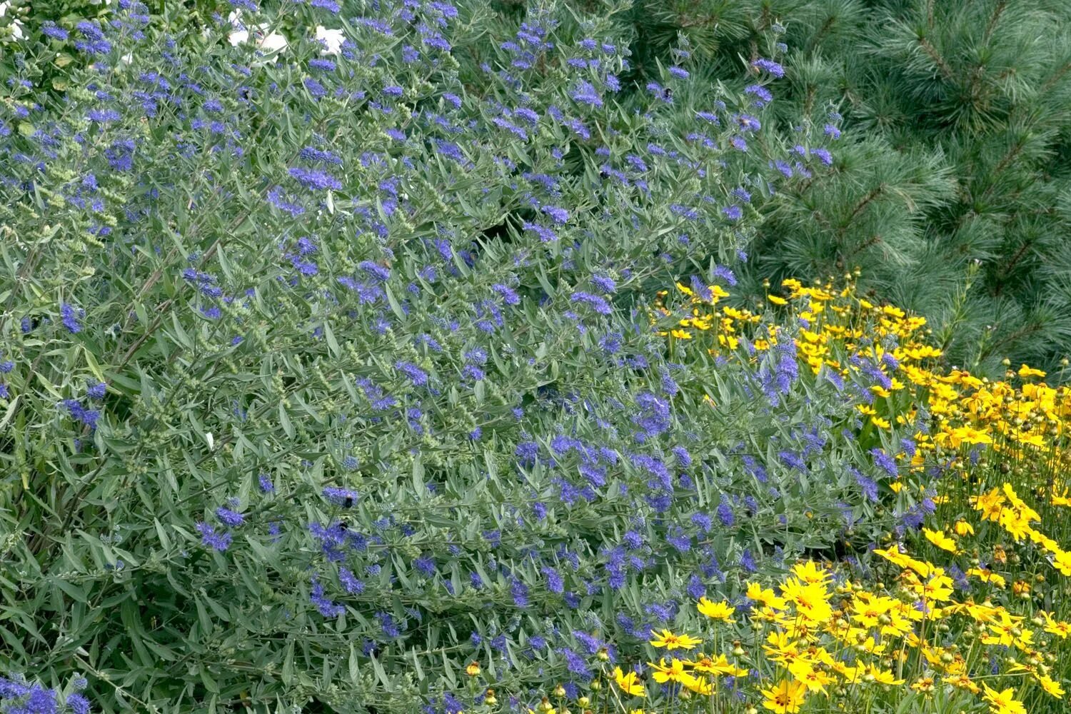 Кариоптерис фото в ландшафтном дизайне Blue Mist Bluebeard Monrovia plants, Nursery landscape design, Plants