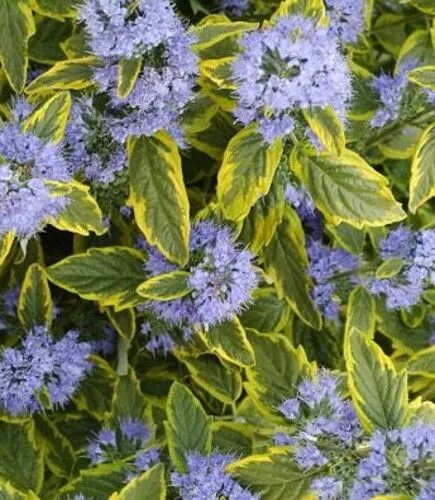 Кариоптерис посадка и уход фото Caryopteris clandonensis 'Summer Sorbet' Farmyard Nurseries Royal blue flowers, 