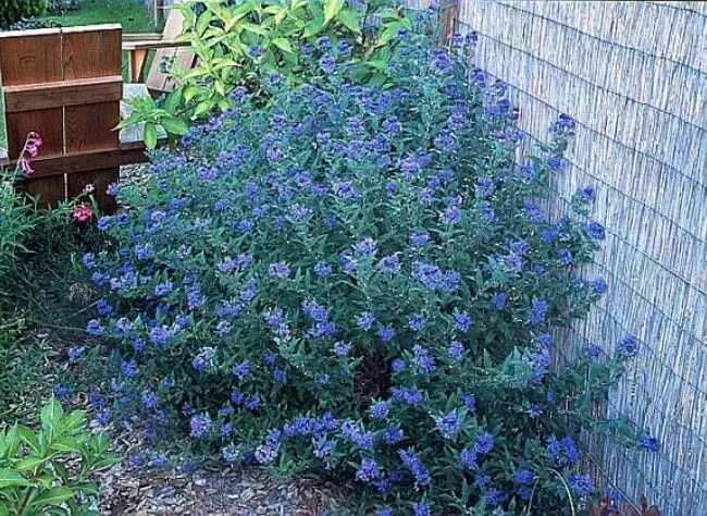 Кариоптерис в ландшафтном дизайне Caryopteris x clandonensis 'Heavenly Blue' - Google keresés Shade perennials, Xe