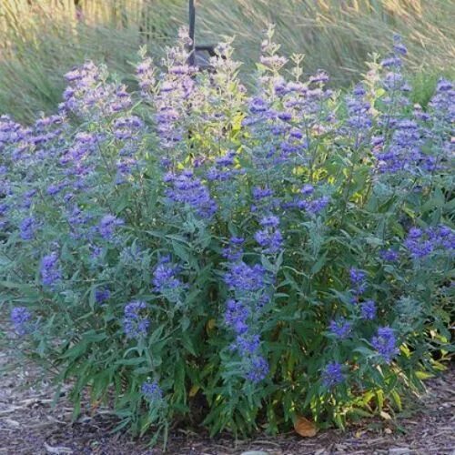 Кариоптерис в ландшафтном дизайне Blue Mist Spirea - Plant Guide Landscape design plans, Landscape design, Landsca