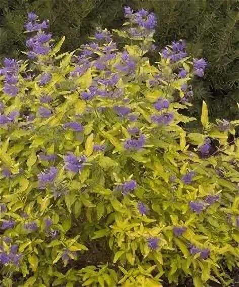 Кариоптерис в ландшафтном дизайне Thuja Golden Globe