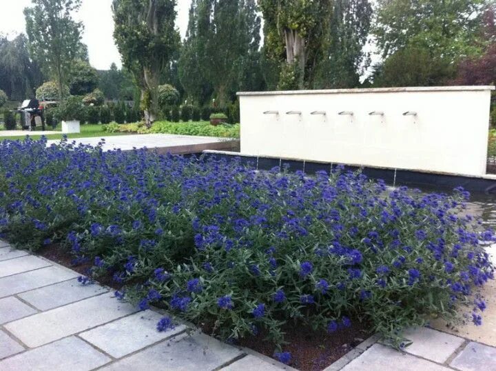 Кариоптерис в ландшафтном дизайне Pin by I DO MY THANG on BLUE BEARD SHRUB Shrubs, Plants, Sidewalk