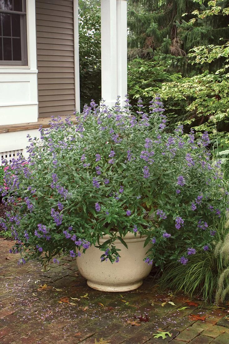 Кариоптерис в ландшафтном дизайне A container overflowing with Petit Bleu bluebeard (Caryopteris) makes for a surp