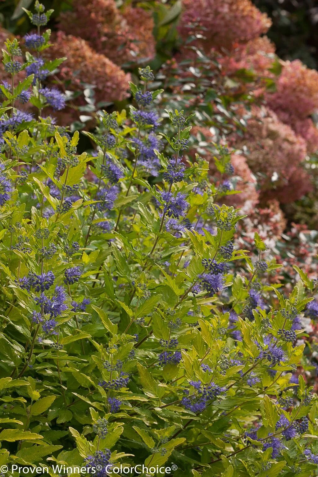 Кариоптерис в ландшафтном дизайне Lil Miss Sunshine ™ - Bluebeard - Caryopteris x clandonensis Grasses garden, Pur