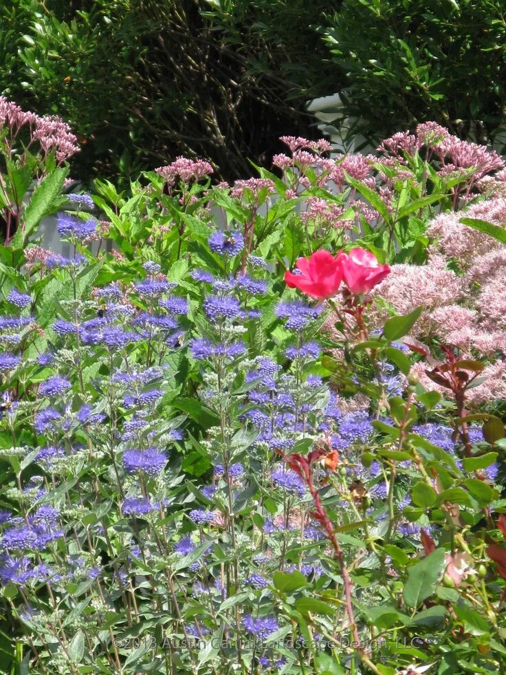 Кариоптерис в ландшафтном дизайне Knockout Rose, blue Caryopteris, and pink Joe-pye flowers attract butterflies an