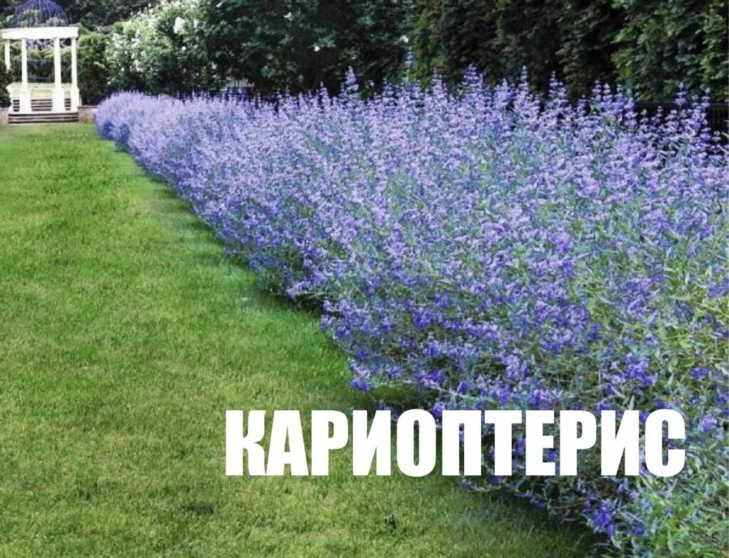 Кариоптерис в ландшафтном дизайне Продаю!Кариоптерис - нет ничего проще: 1600 KGS ➤ Другие виды семян и саженцев Б
