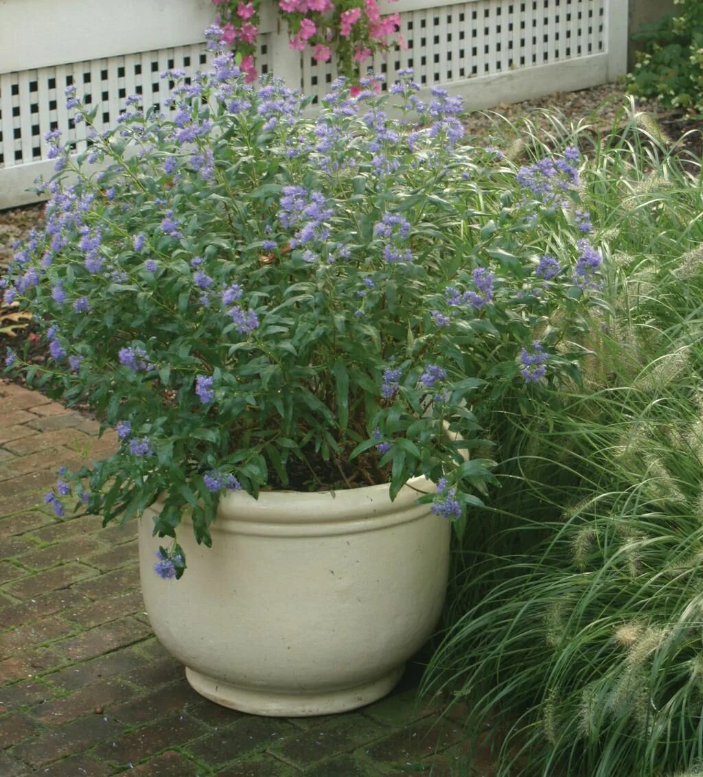 Кариоптерис в ландшафтном дизайне Petit Bleu ™ Bluebeard Container plants, Plants, Container gardening