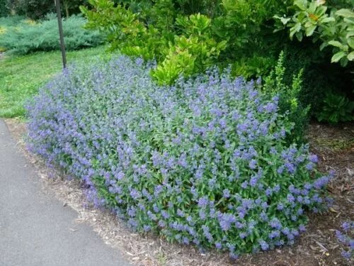 Кариоптерис в ландшафтном дизайне Cserj � k,Bokorok : Caryopteris incana Kew Blue / K � nai k � kszak � ll Plants,