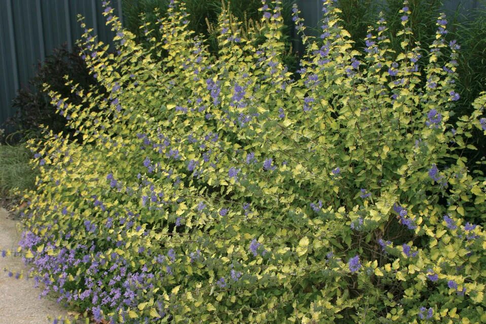 Кариоптерис в ландшафтном дизайне Images for Sunshine Blue ® - Bluebeard - Caryopteris incana Proven Winners
