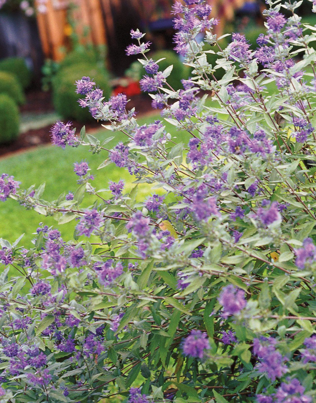 Кариоптерис в ландшафтном дизайне How to Plant and Grow Bluebeard Plants