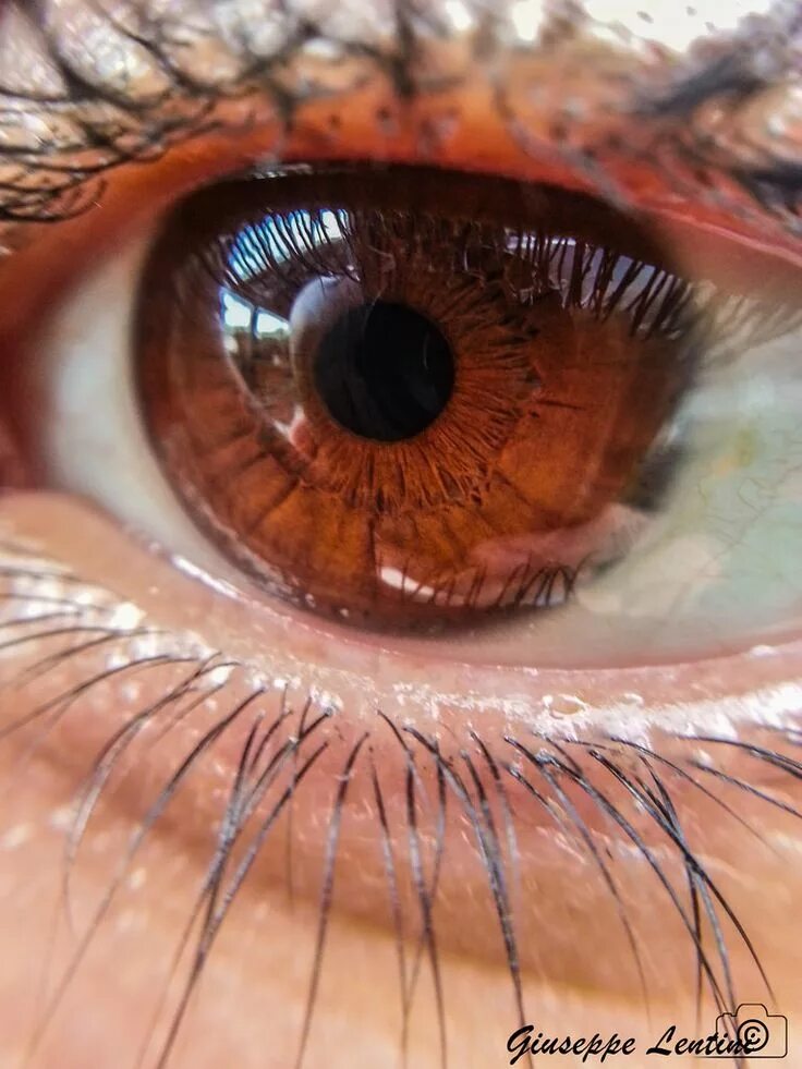 Карий цвет фото Olhos bonitos, Olhos mangá, Cores de olhos