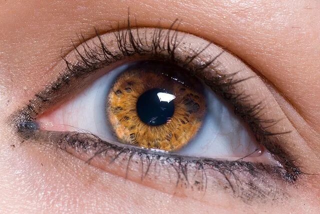 Карий цвет глаз фото Courtney Beautiful eyes color, Aesthetic eyes, Amber eyes