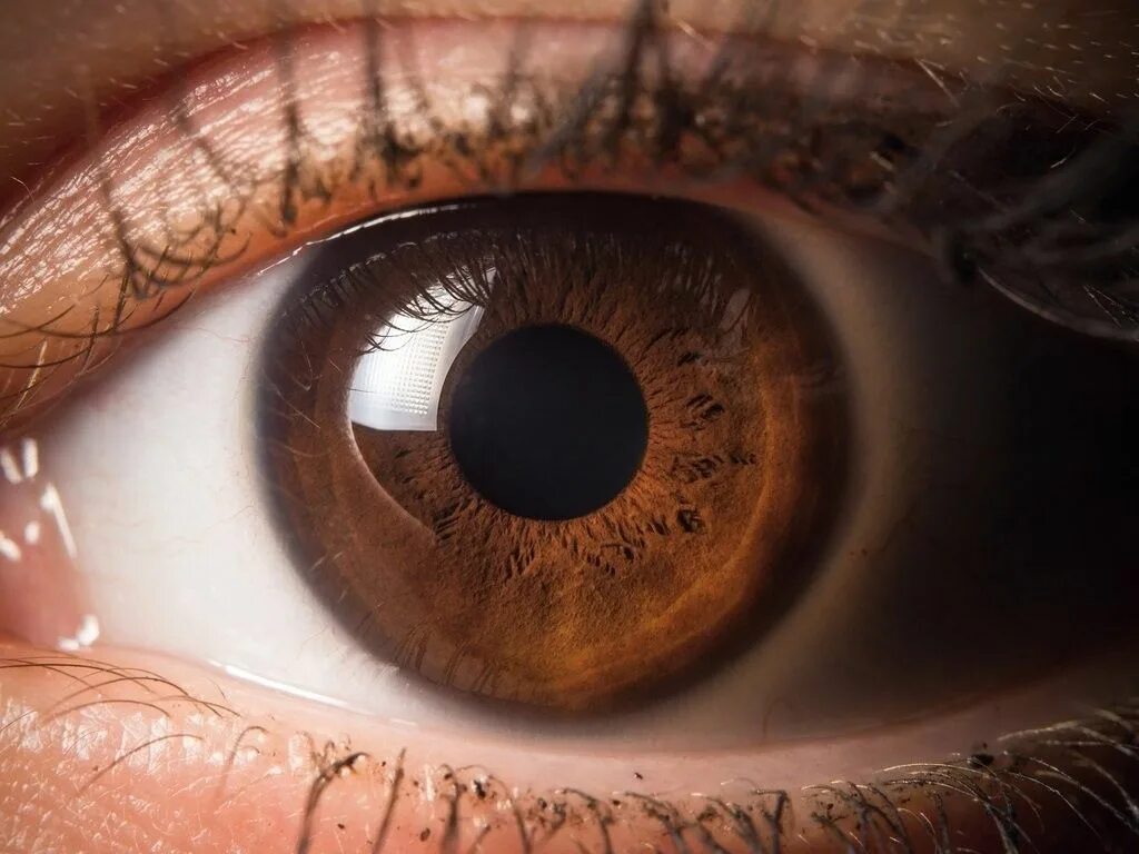 Карий цвет глаз фото Willows eyes Brown eyes aesthetic, Aesthetic eyes, Iris eye