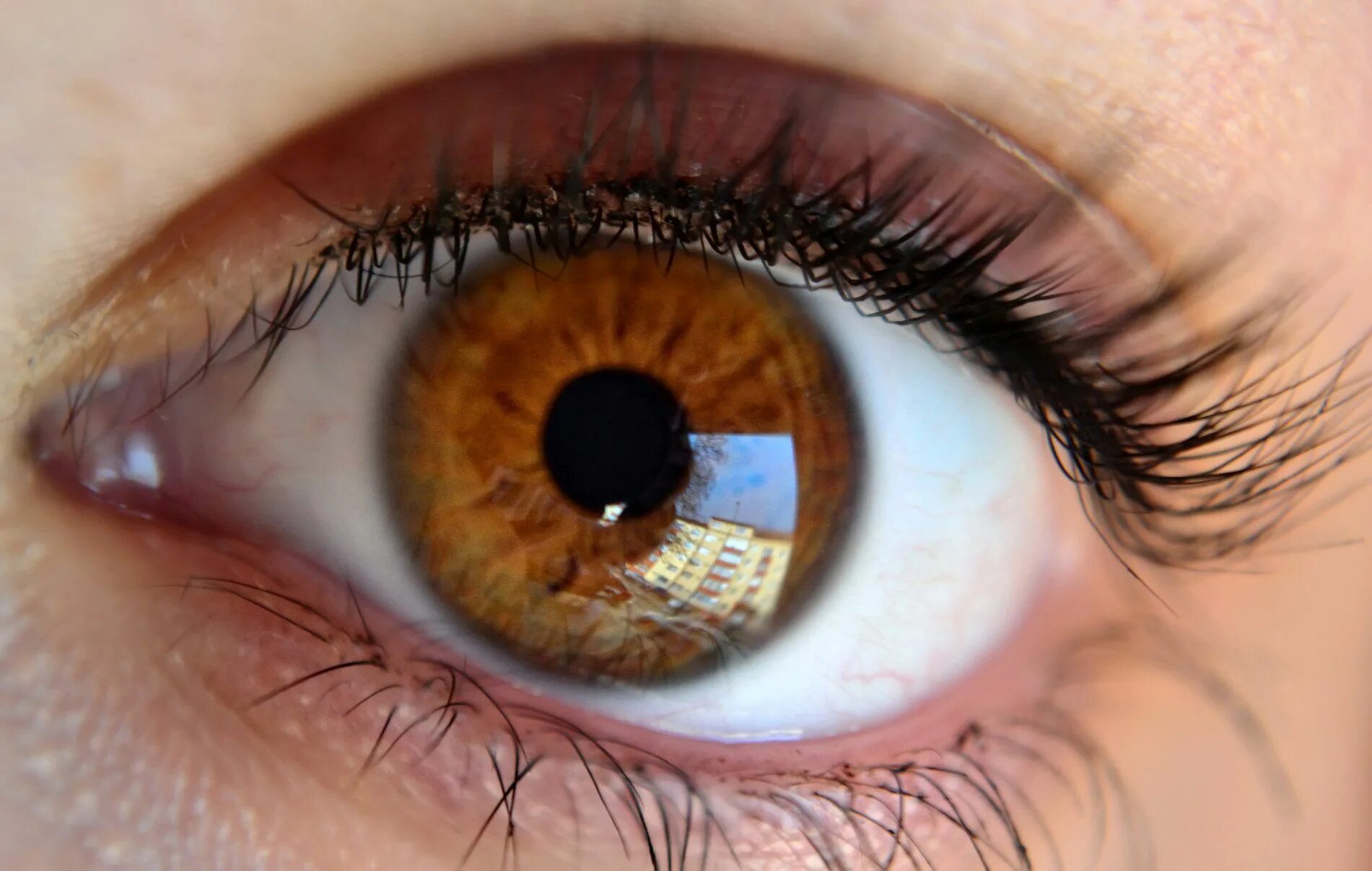 Карий цвет глаз фото Imagine similară Eye close up, Brown eyes aesthetic, Aesthetic eyes