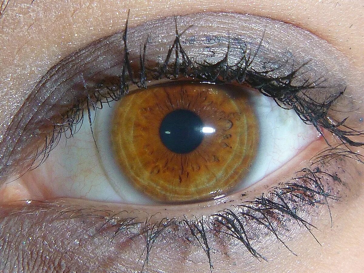 Карий цвет глаз фото оттенки Файл:Light brown amber eye.JPG - Википедия