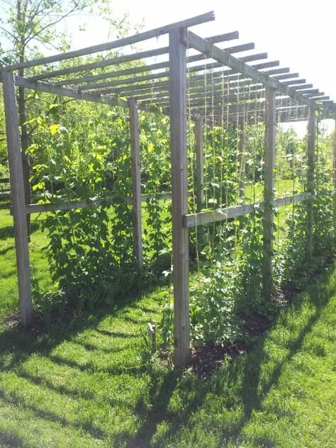 Каркас для винограда фото Creative Hops Garden Ideas for Beer Enthusiasts