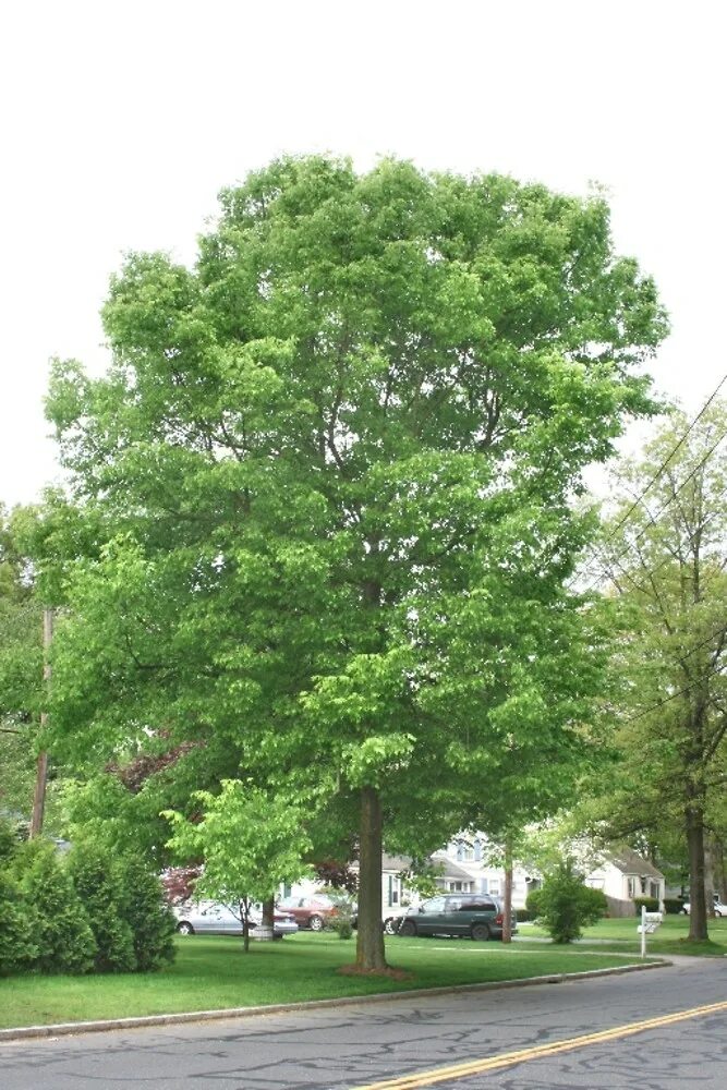 Каркас западный дерево описание и фото Celtis occidentalis (common hackberry)