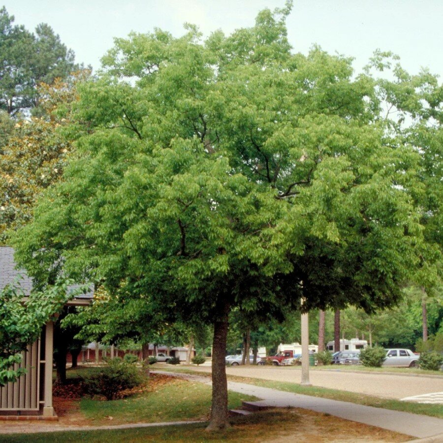 Каркас западный дерево описание и фото Семена Каркас западный (Celtis occidentalis), 15 штук - купить в интернет-магази