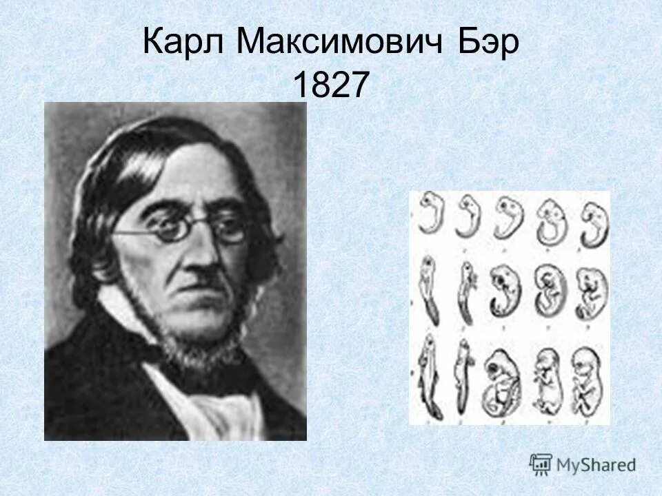 Карл бэр фото Карл бэр - CollectPhoto.ru