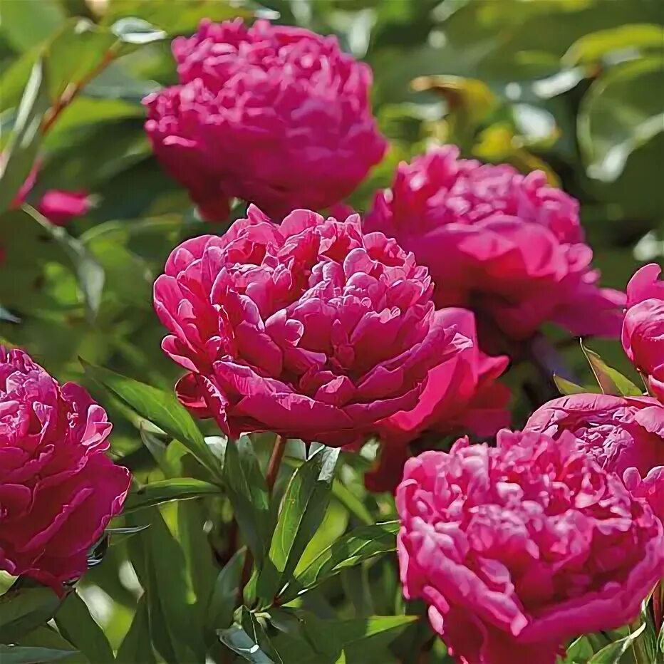 Карл розенфельд пион фото и описание отзывы Peonies Karl Rosenfield Set of 3 Roots - 8839389 HSN