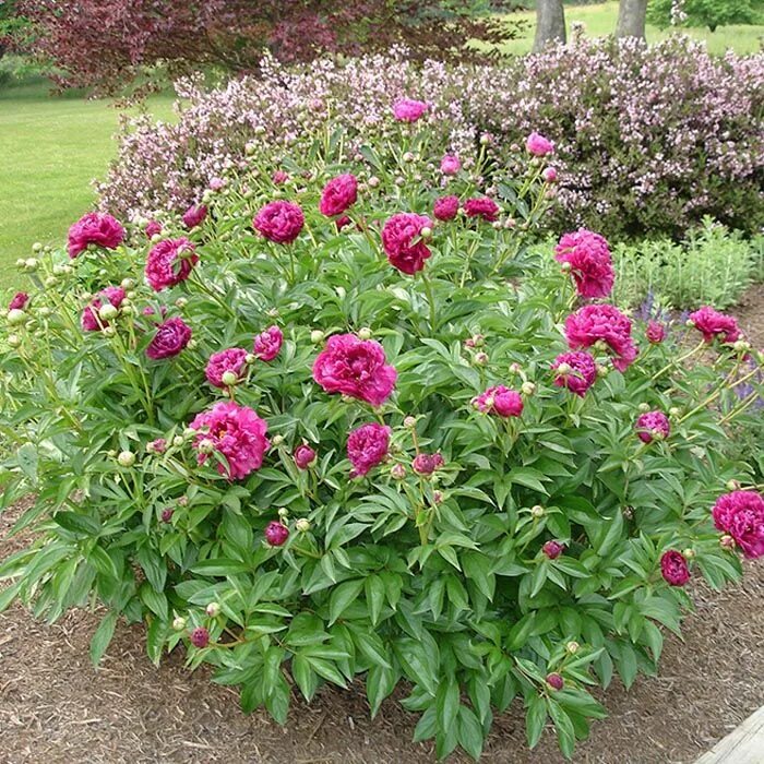 Карл розенфельд пион фото и описание отзывы Tree Peony Plants 'Karl Rosenfield' (11cm Pot)