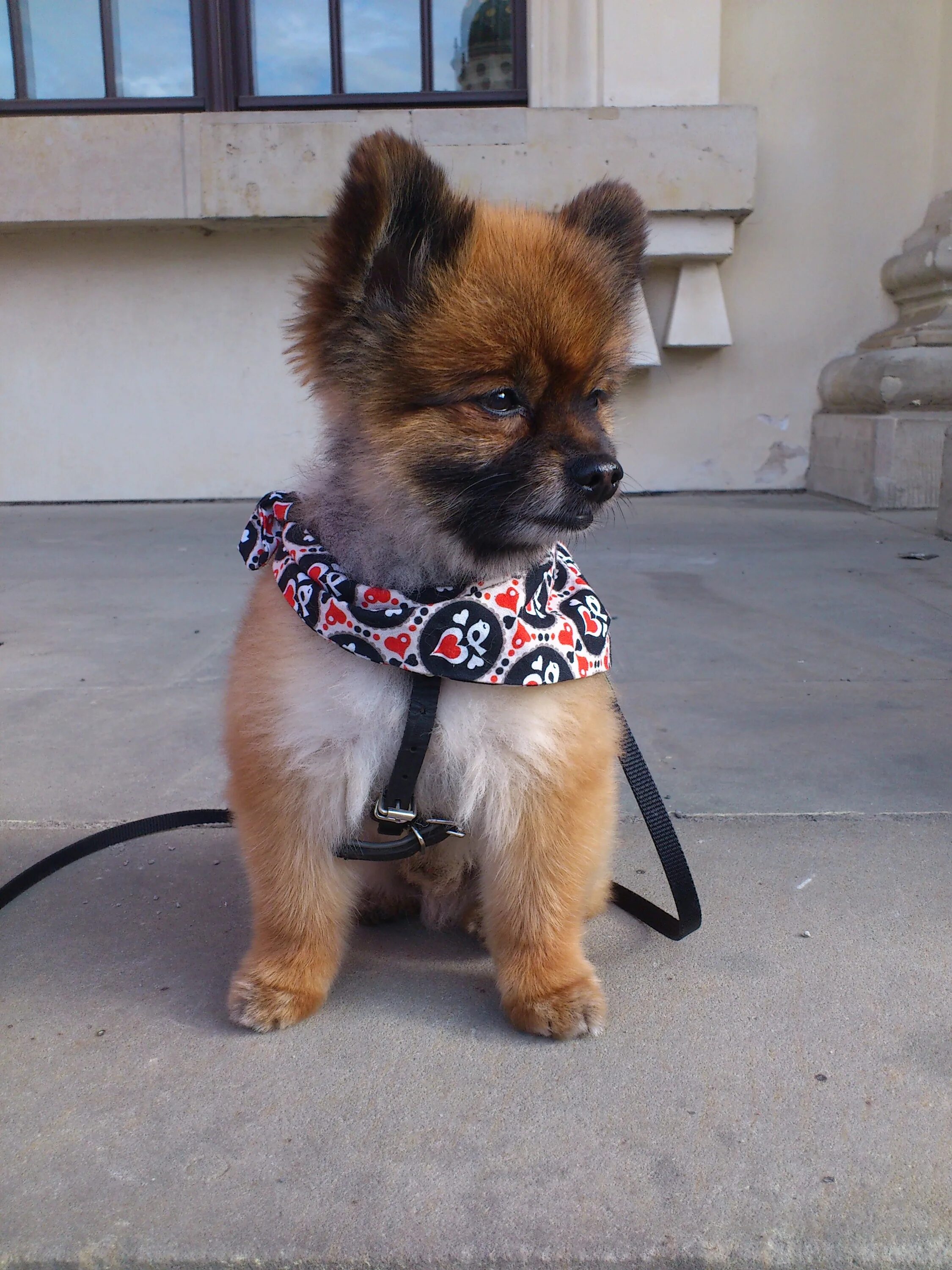 Карликов собаки фото Free Images : sweet, puppy, animal, cute, pet, fluffy, pom pom, playful, pets, r