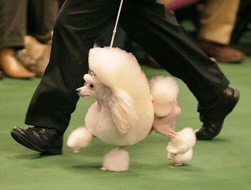 Карликов собаки фото Westminster dog show New York Post
