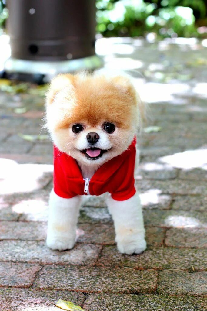 Карликов собаки фото Gawk and Coo Over Boo Part 2! Boo the dog, Cute pomeranian, Cute dogs