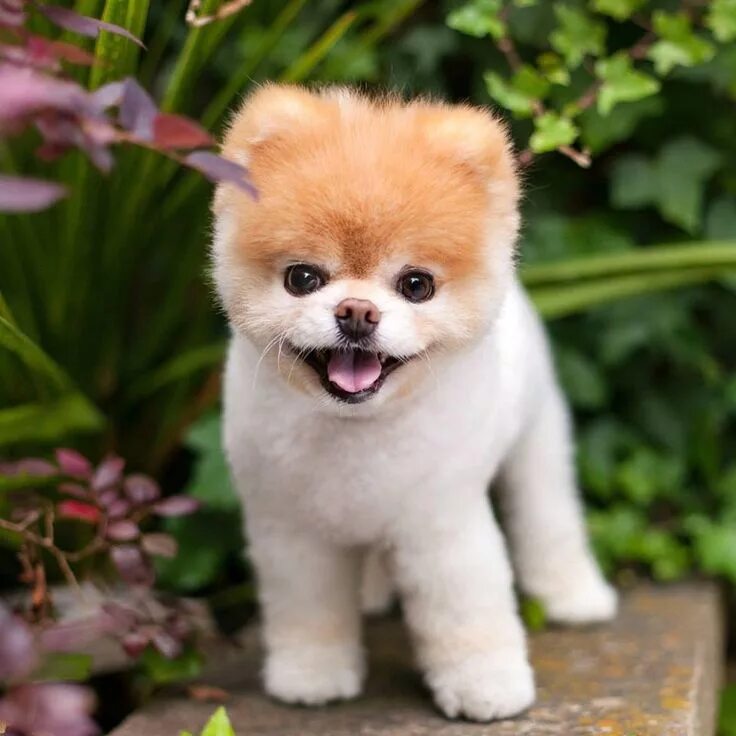 Карликов собаки фото Самая милая собака в мире - померанский шпиц по кличке Бу Cachorro mais fofo, Ca