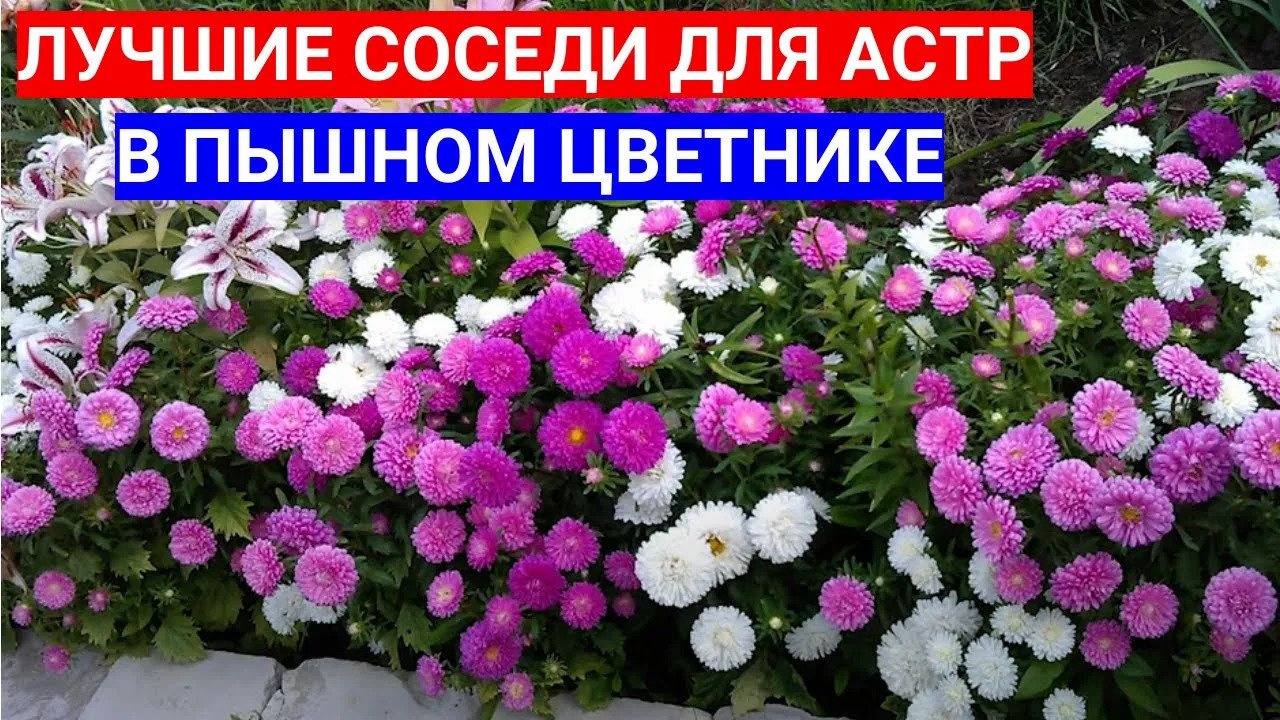 Карликовая астра фото на клумбе АСТРЫ И ИХ КОМПАНИЯ - ЛУЧШИЕ КОМБИНАЦИИ ДЛЯ ПЫШНОГО ЦВЕТНИКА. КАК ВЫСАЖИВАТЬ РАС