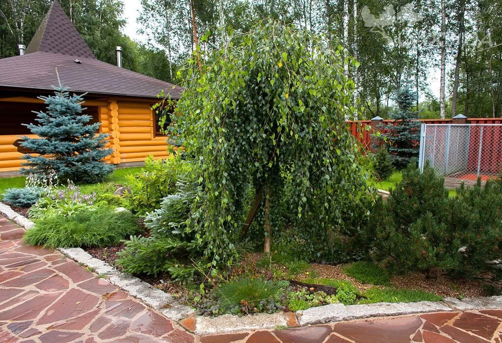 Карликовая береза в ландшафтном дизайне Берёза повислая Юнги (плакучая) "Youngii" ( Betula pendula Youngii) Купить в инт