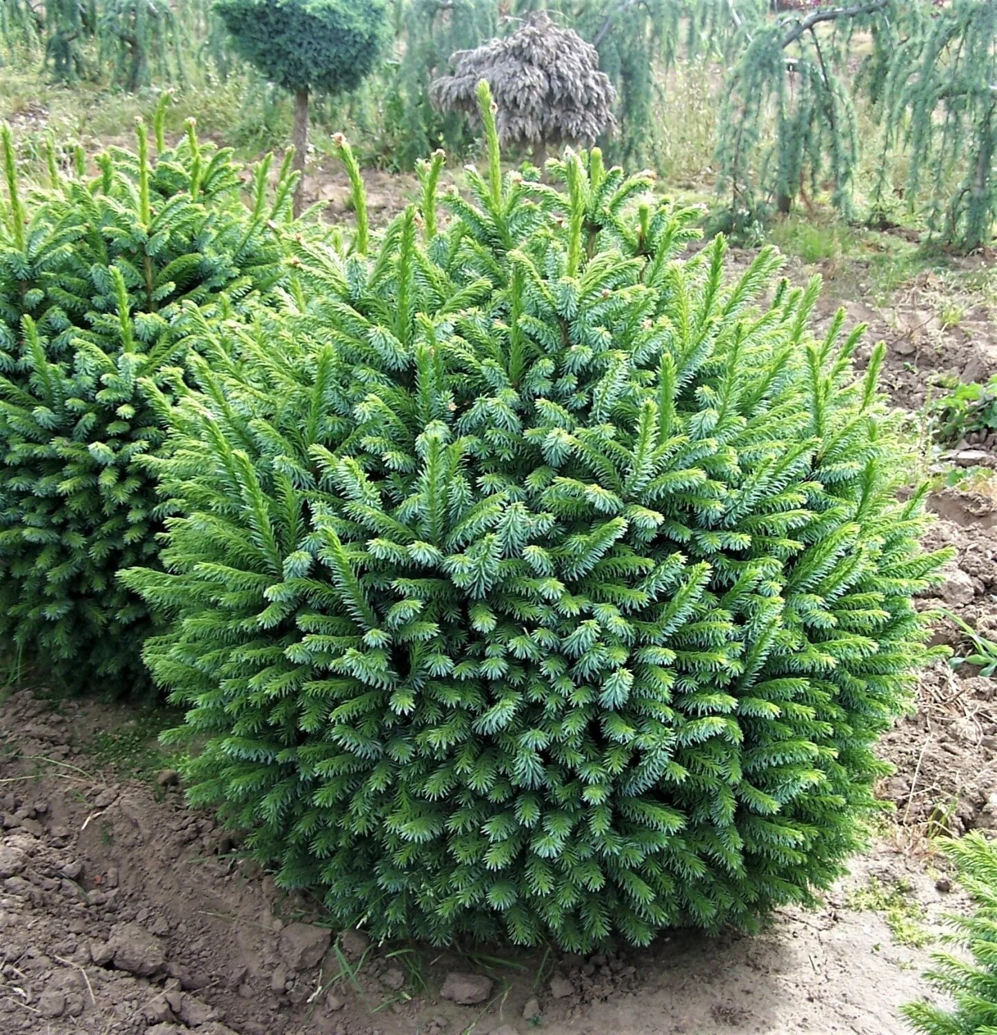 Карликовая ель для сада фото Ель Ель сербская Нана (Picea omorika Nana) С4 25-30см купить по цене 2 959 руб. 