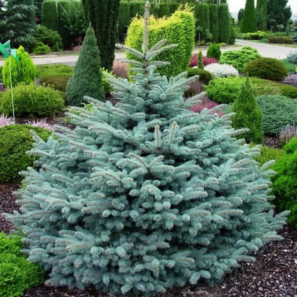 Карликовая ель для сада фото Ель колючая "Glauca". Купить саженцы в питомнике