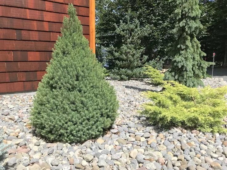 Карликовая ель для сада фото Dwarf spruce tree that works almost anywhere in the landscape. Perfect in contai