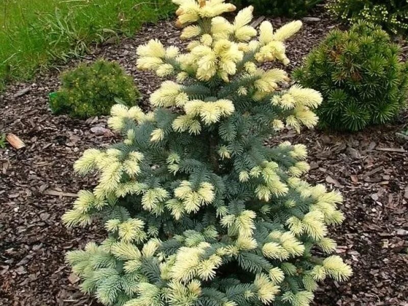 Карликовая ель для сада фото Ель Белобок (Picea pungens Bialobok) - саженцы купить в Москве, доставка почтой 