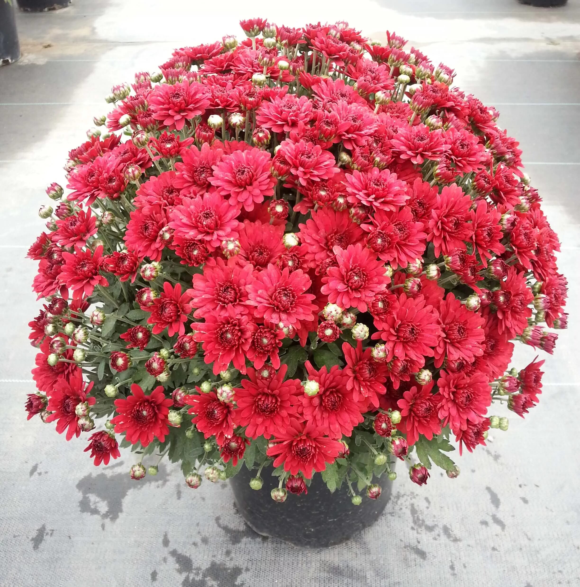 Карликовая хризантема многолетняя фото цветов Free photo: Red mums - Autumn, Gardening, Green - Free Download - Jooinn